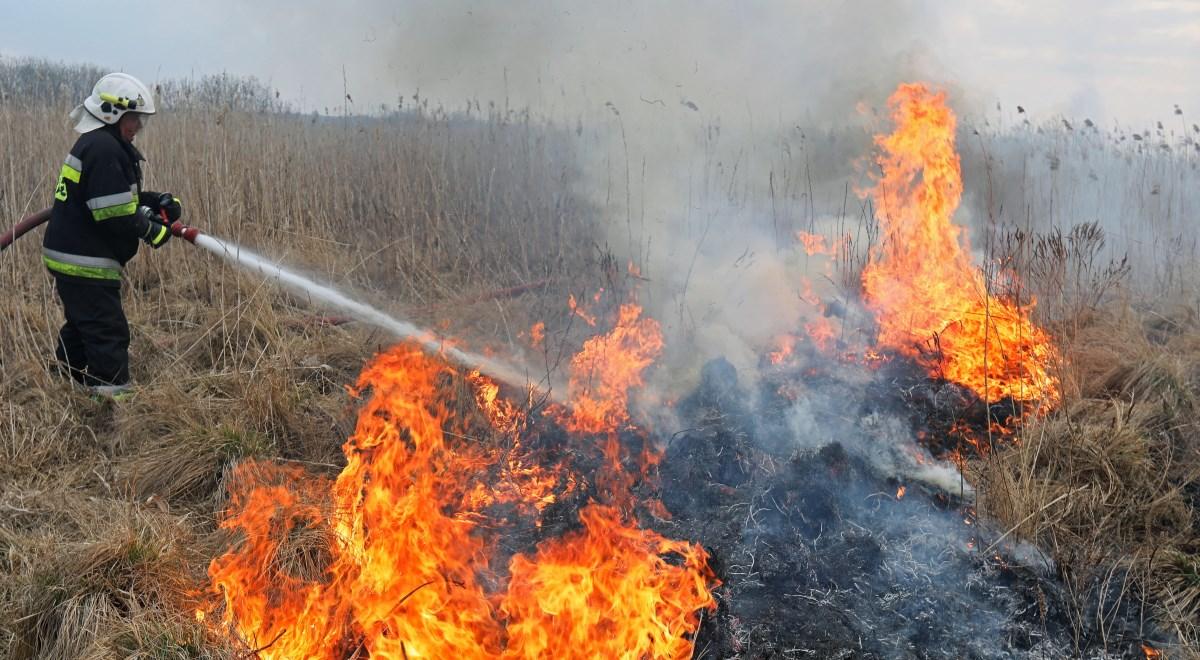 Spłonęło ponad tysiąc hektarów łąk i lasów. Strażacy ugasili pożar w Biebrzańskim Parku Narodowym