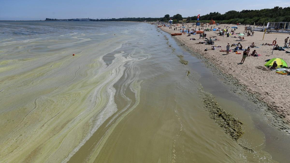 To będzie rok sinic w Bałtyku? Mikrobiolog nie ma dobrych wieści dla turystów nad morzem