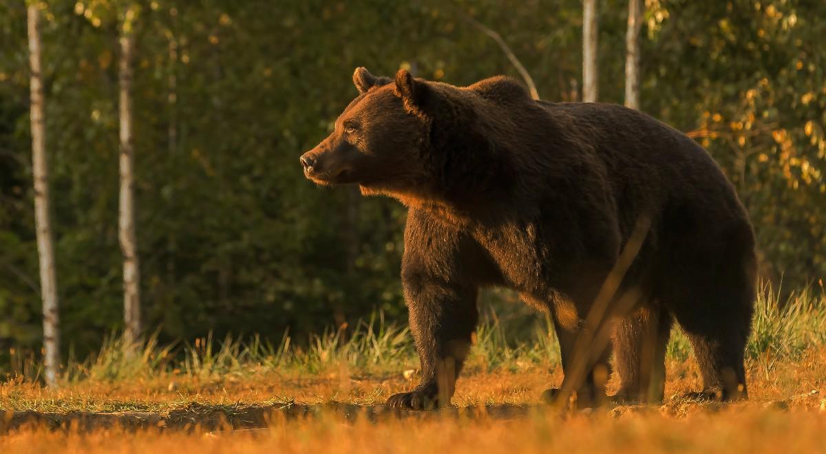Śledztwo ws. zastrzelenia największego niedźwiedzia w Rumunii. Zwierzę padło ofiarą księcia Lichtensteinu