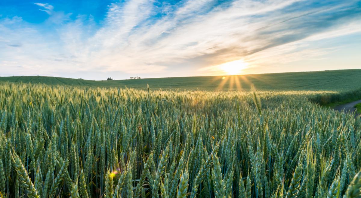 Ceny pszenicy najwyższe od 14 lat. Winne rosyjska inwazja na Ukrainę i susza