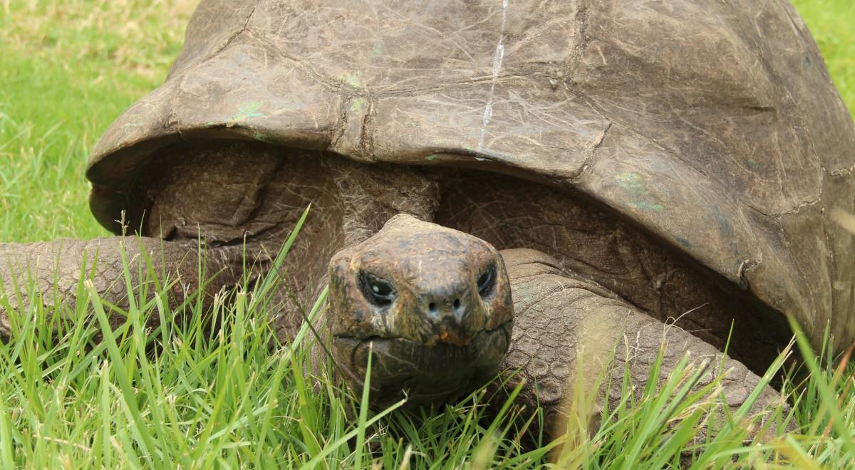 Oto być może najstarsze zwierzę świata. Niemal 200 wiosen żółwia Jonathana