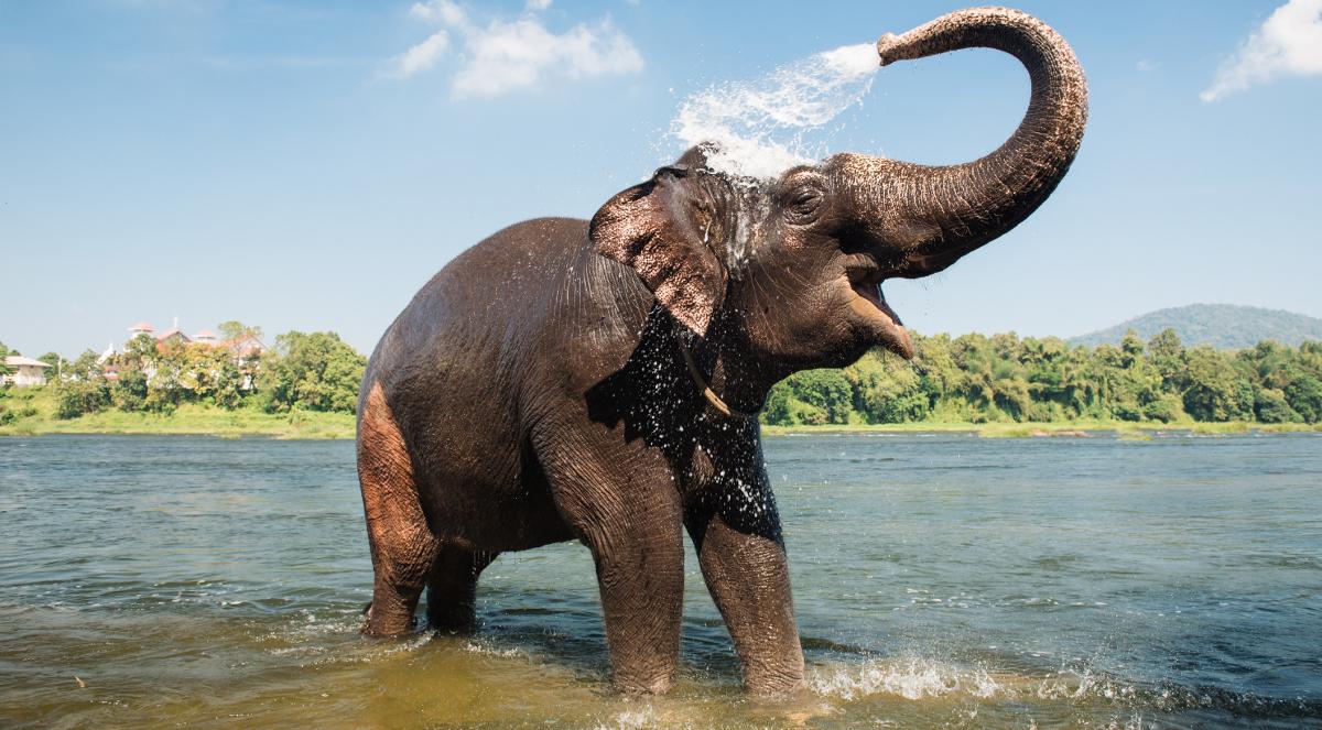 Czy słonie to jedyne ssaki, które nie potrafią skakać?