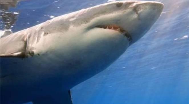 Australia: rekin zabił 21-letniego mężczyznę