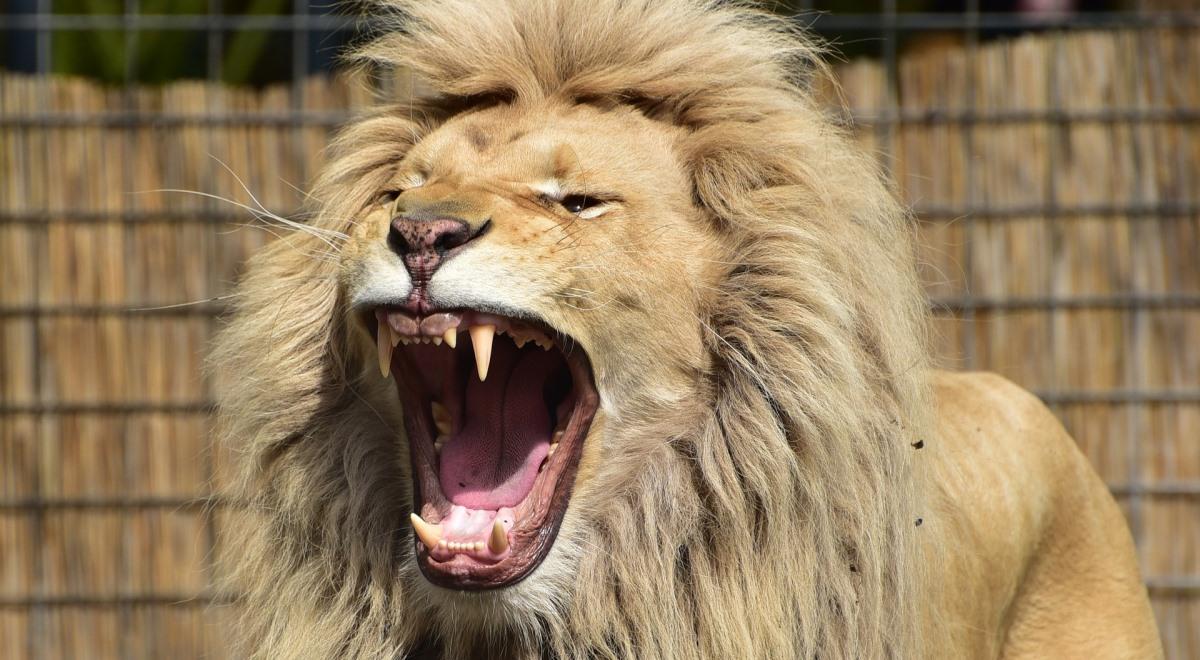 Czechy: lew zabił swojego opiekuna. Zwierzę hodowane było nielegalnie