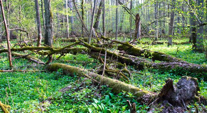 Do Polski przyjeżdża 20 specjalistów na szkolenie z pochłaniania emisji dwutlenku węgla przez lasy