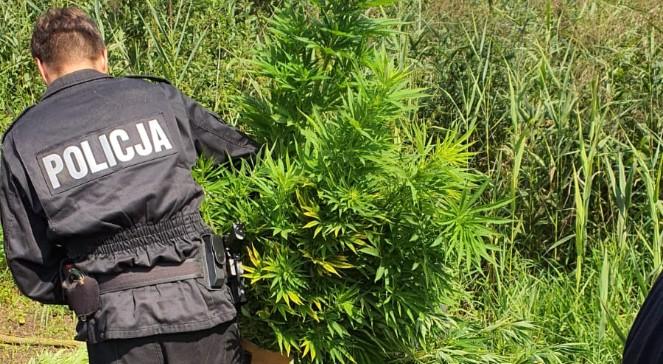 Policja zlikwidowała plantację marihuany ukrytą na bagnach. Właścicielom grozi nawet 8 lat więzienia
