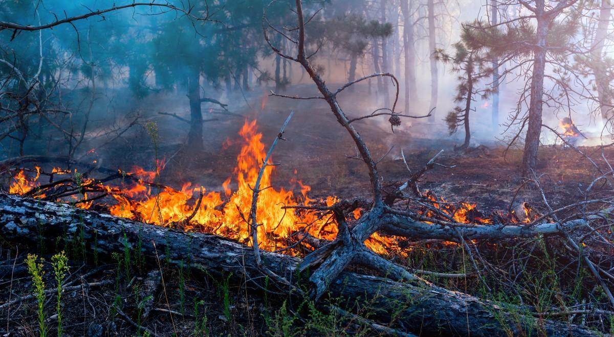 Instytut Badawczy Leśnictwa ostrzega przed dużym zagrożeniem pożarowym 