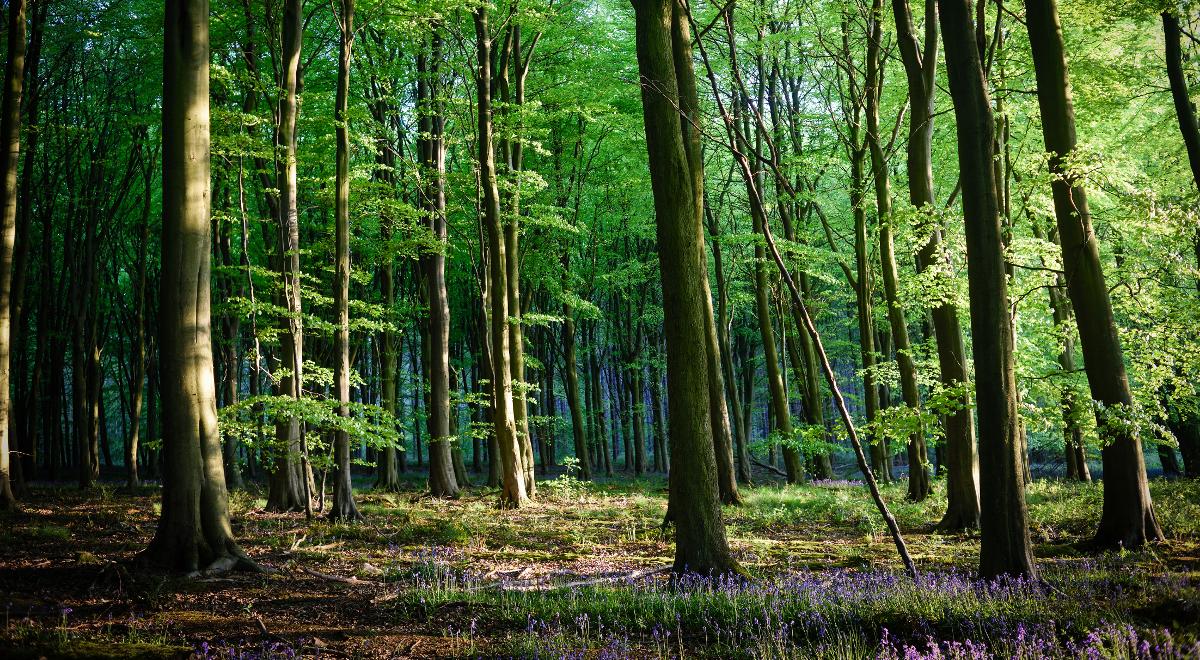 Inwestycje w poprawę jakości prywatnych lasów. ARiMR rozpoczęła nabór wniosków