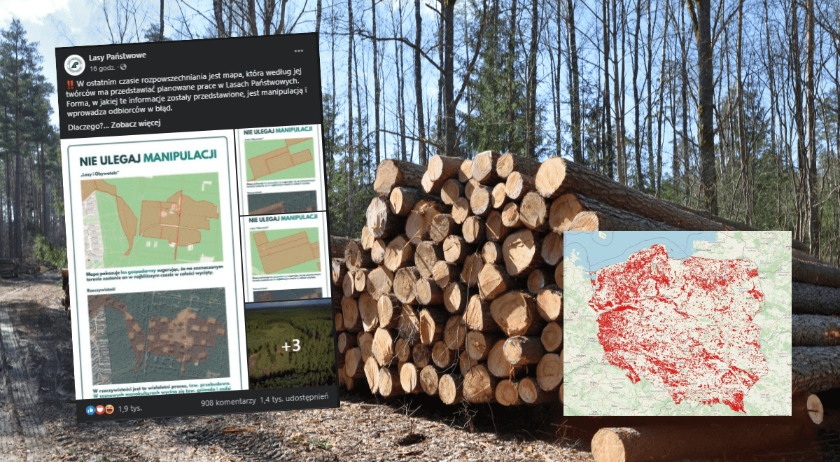 Wycinka lasów w Polsce. Przerażające mapy w sieci mają niewiele wspólnego z rzeczywistością