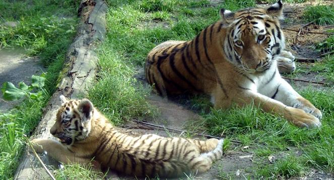 Wietnam: policja skonfiskowała trzy martwe tygrysy