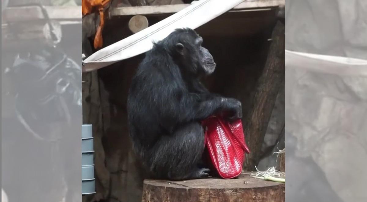 Co robią szympansy z warszawskiego zoo, gdy się nudzą?