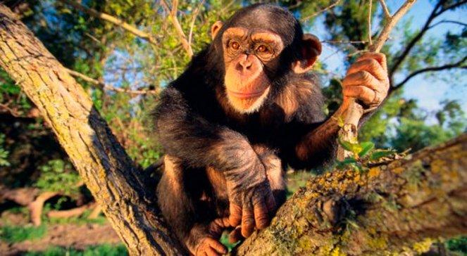 Zmarł Jojo - najstarszy szympans w Europie