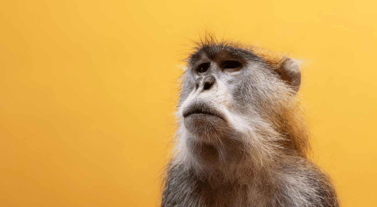 Chimera człowieka i małpy? Katoliccy etycy i naukowcy alarmują: to poważne zagrożenie 