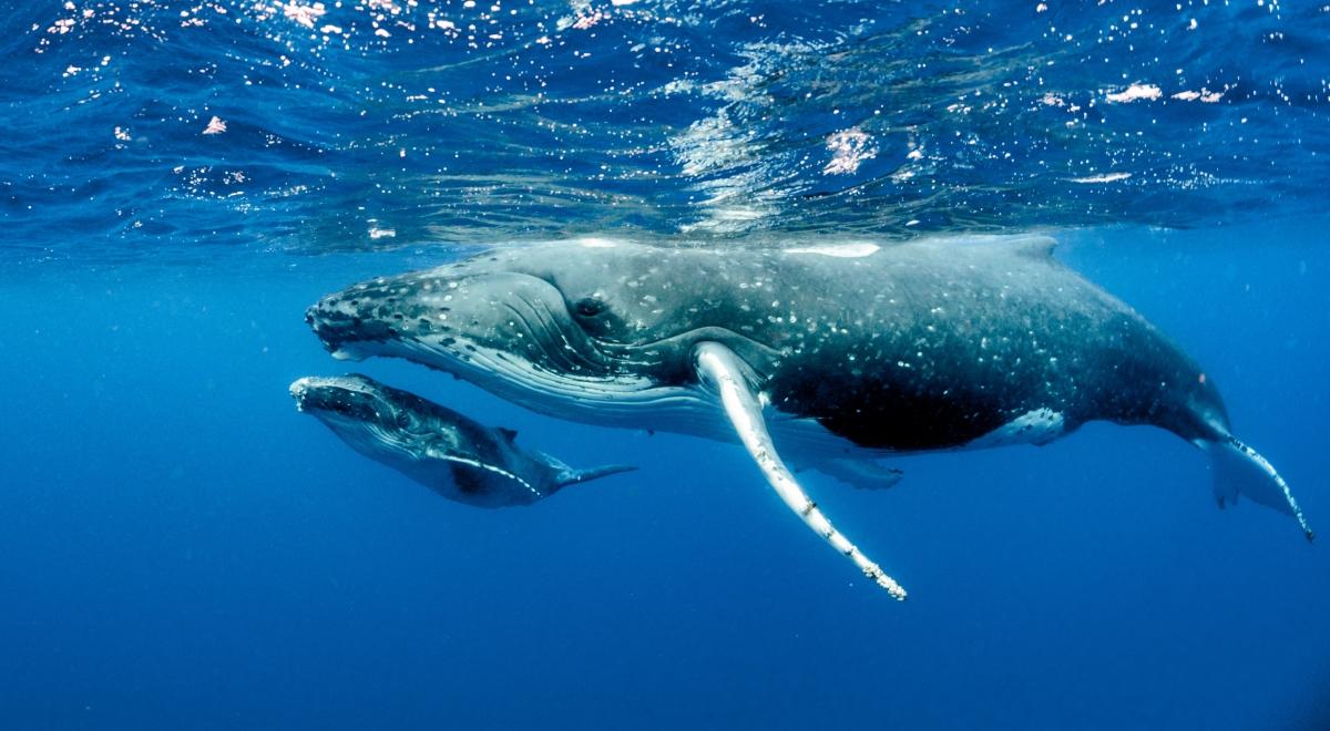 Ocean wyrzucił na brzeg około 270 wielorybów. Trwa akcja ratowników