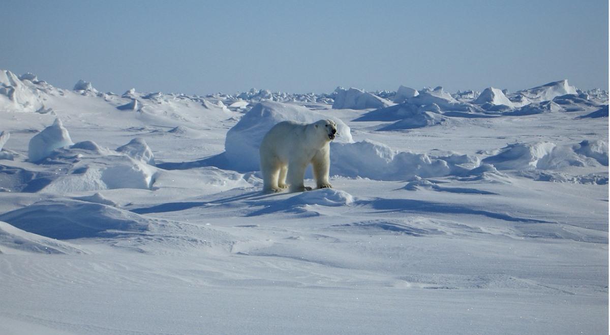 Czy niedźwiedź polarny poradziłby sobie na drugim biegunie?