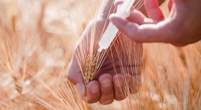 Polska wolna od GMO? Rząd chce uchwalić prawo, które to zmieni