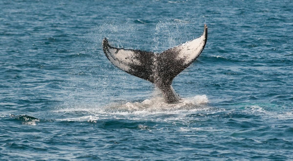 Japonia znów łowi wieloryby. Hakerzy z grupy Anonymous zaatakowali stronę premiera