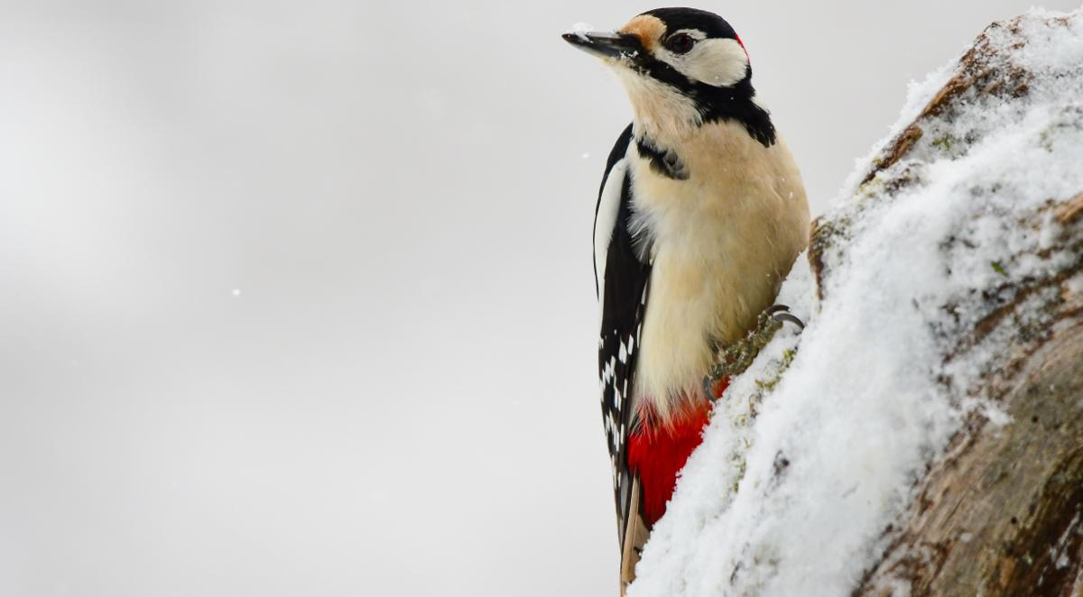 Dlaczego niektóre ptaki zimują w Polsce?