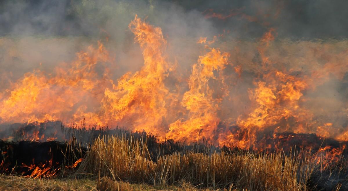 Mazowiecka straż pożarna: ponad 120 pożarów lasów i traw minionej doby 