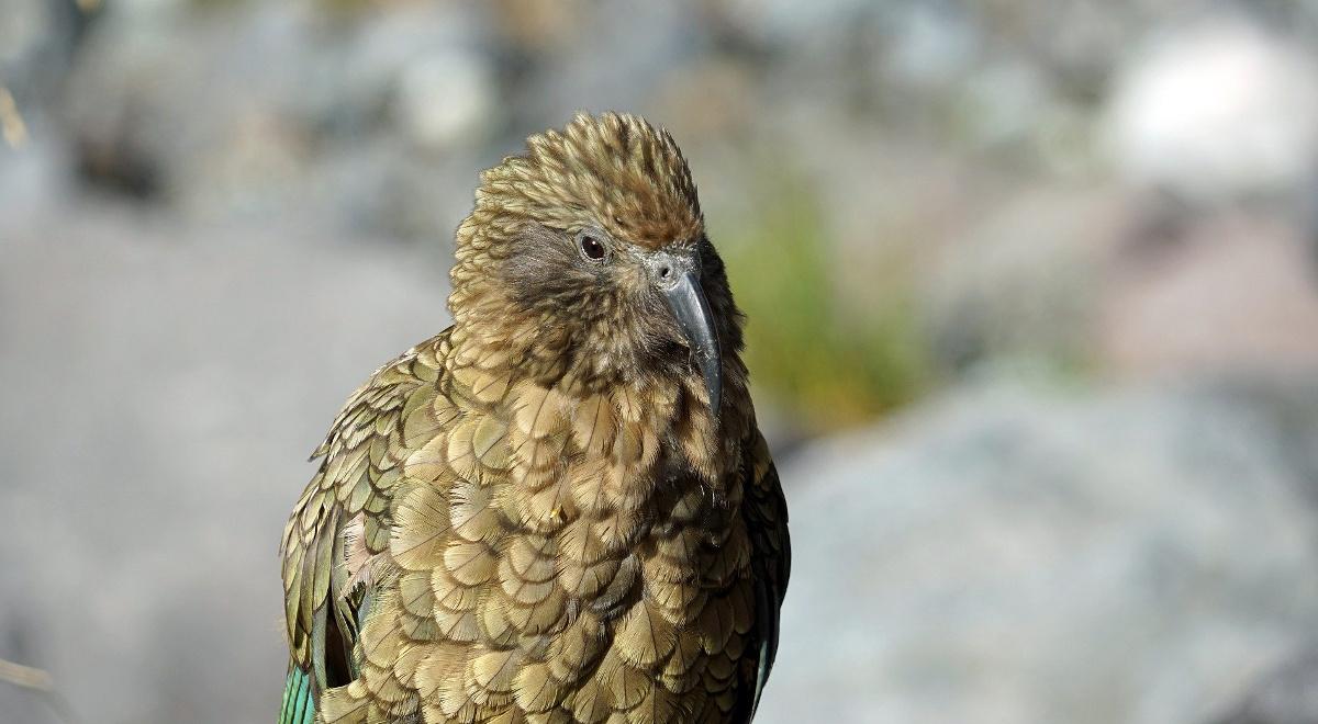 Czy papuga kea to najbardziej wścibski ptak na świecie? 