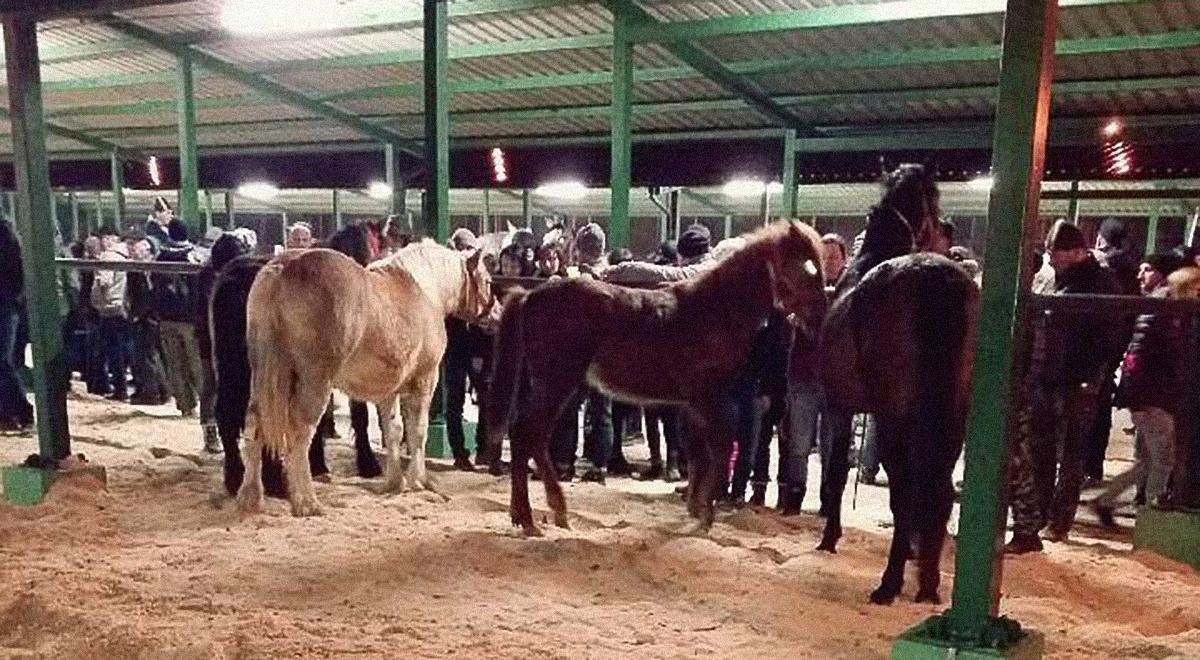 Aktywiści wykupują konie w Skaryszewie