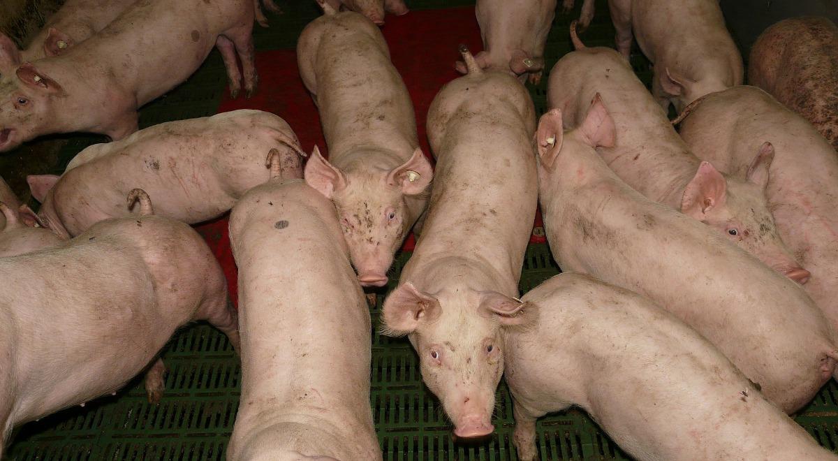 ASF: małe zainteresowanie rezygnacją z hodowli świń w strefach zagrożonych