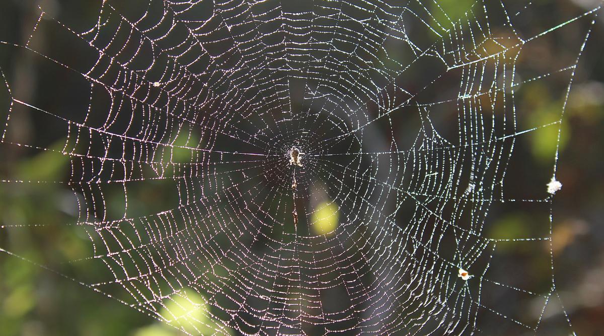 Dlaczego pająki snują sieci na wysokości naszych głów?