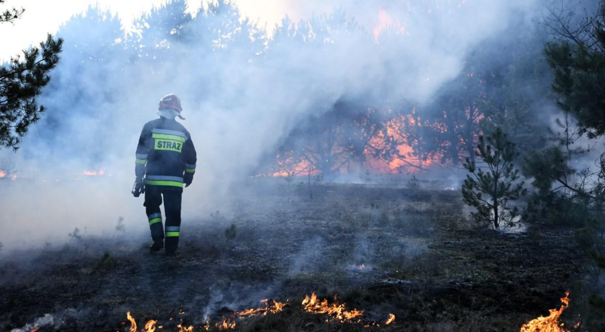 Mazowieckie: duży pożar w Puszczy Kozienickiej. Paliło się 5 hektarów lasu