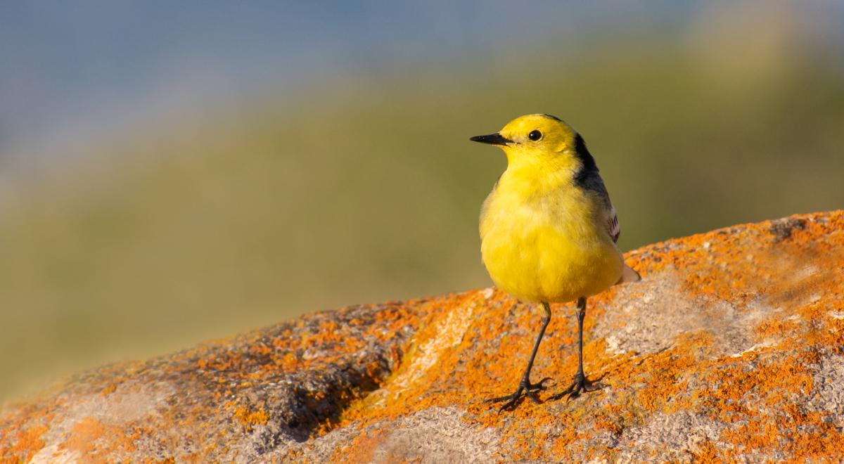 Rezerwat przyrody Beka – ostoja ptaków z całej Europy