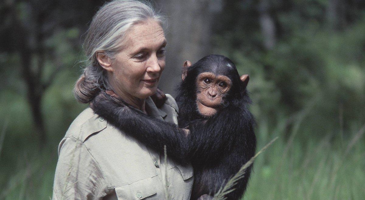 Jane Goodall. Historia badań, które odmieniły naszą wiedzę o szympansach