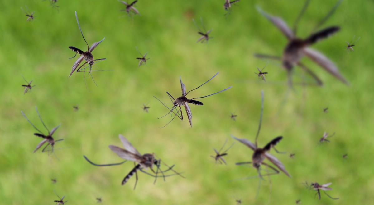 Ilu komarzyc potrzeba, by wyssać całą krew w człowieka?