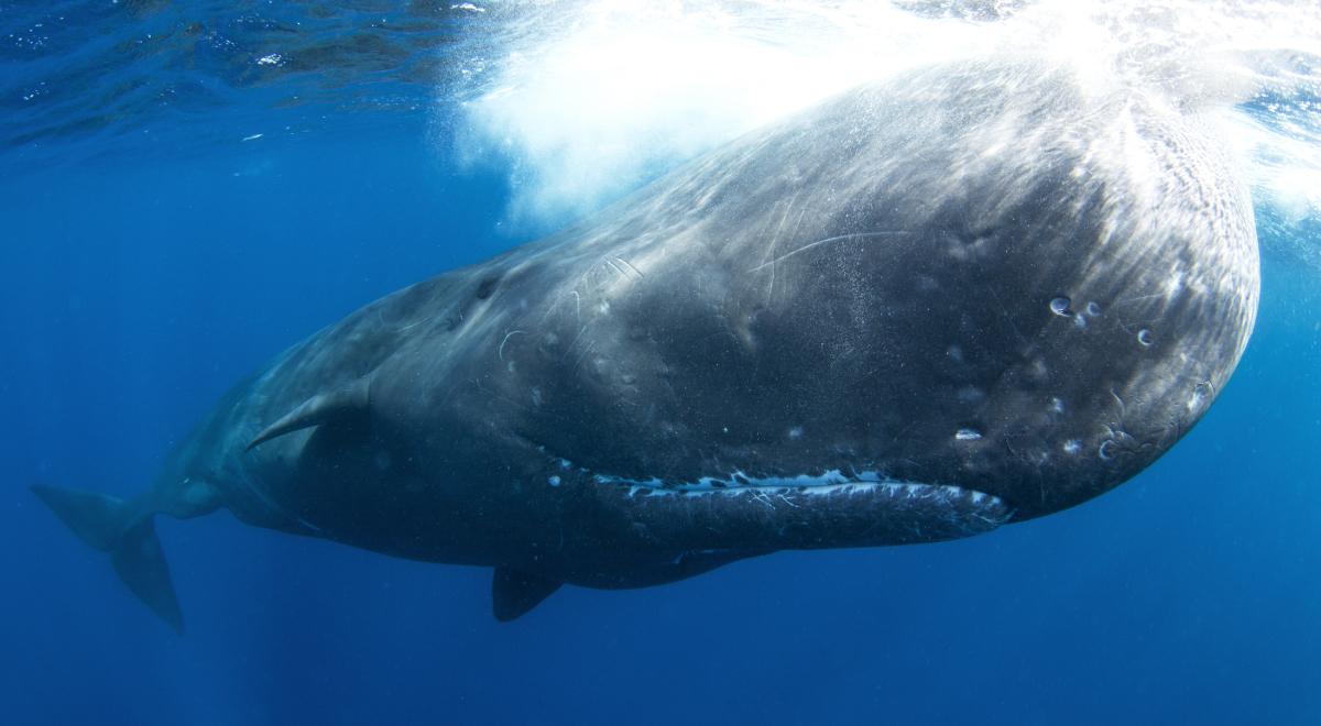 Czy człowiek mógłby przeżyć w brzuchu wieloryba?