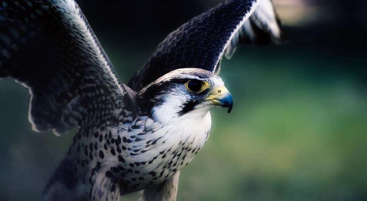 Działalność Ogólnopolskiego Towarzystwa Ochrony Ptaków