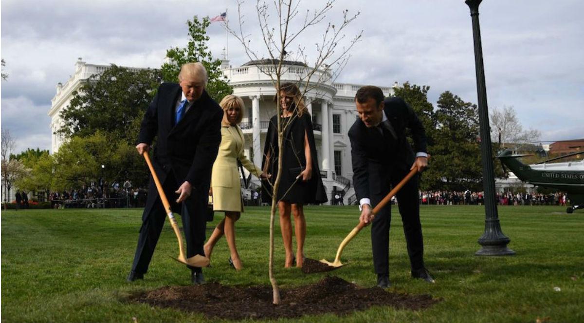 Drzewka zasadzone przez prezydentów Francji i USA zniknęły z trawnika przed Białym Domem