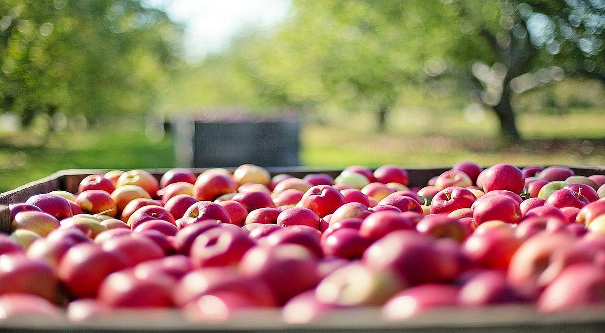 Polska największym producentem jabłek w Europie: co czwarty owoc pochodzi z naszych sadów