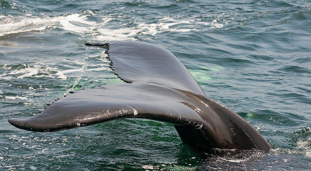 Japonia wznowi połów wielorybów. Australia, Nowa Zelandia i ekolodzy potępiają