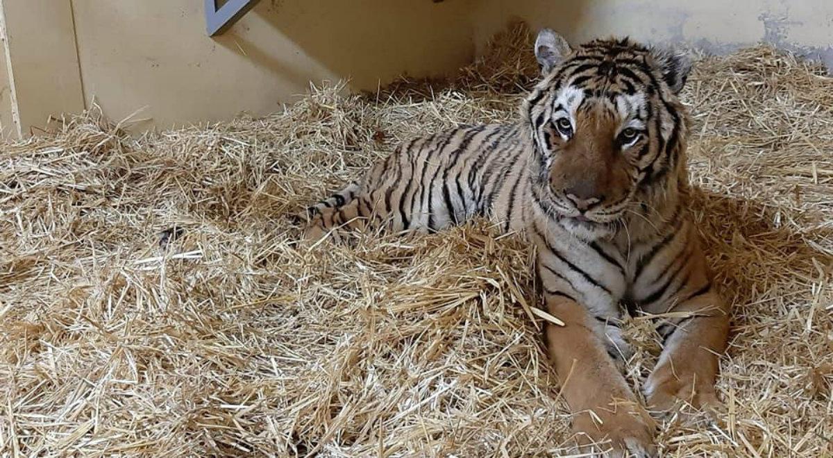 Uratowała tygrysy, a miasto zmniejszyło jej premię. Dyrektor zoo w Poznaniu nie przyjęła nagrody