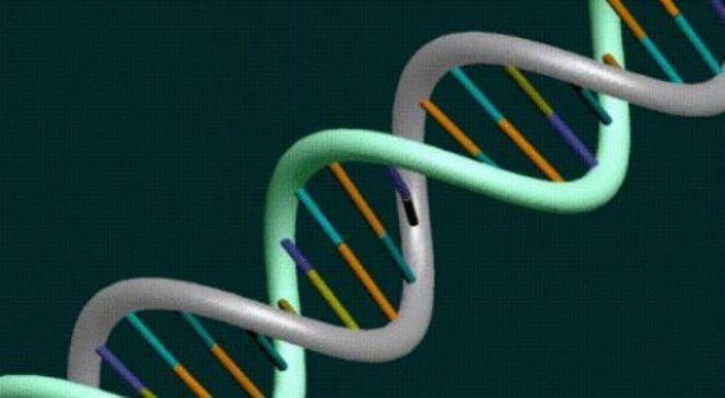 DNA denisowian złamane. Kim są tajemniczy hominidzi?