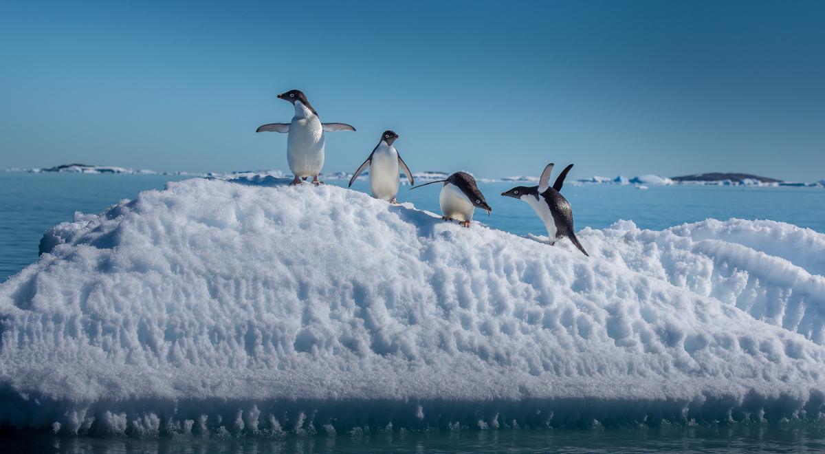 Woda czy ląd? Gdzie chętniej przebywają pingwiny?