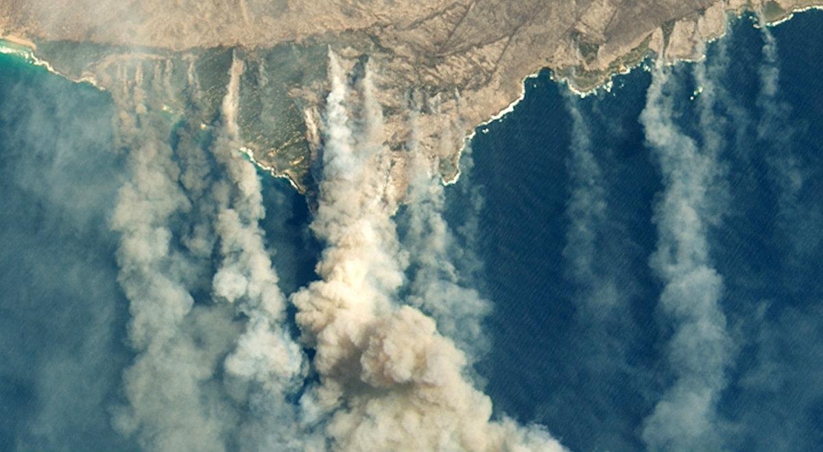 Ogromne pożary pustoszą Wyspę Kangura. Ogień strawił 155 tys. hektarów