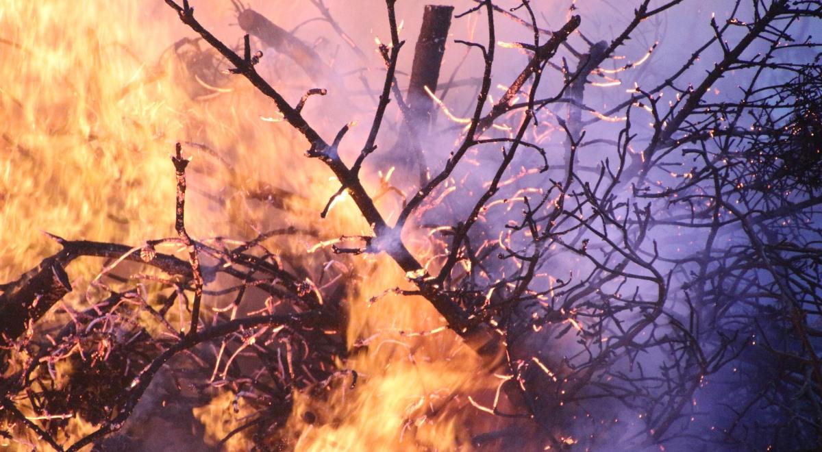 Zagrożenie pożarowe w polskich lasach. Alerty najwyższego stopnia dla pięciu województw