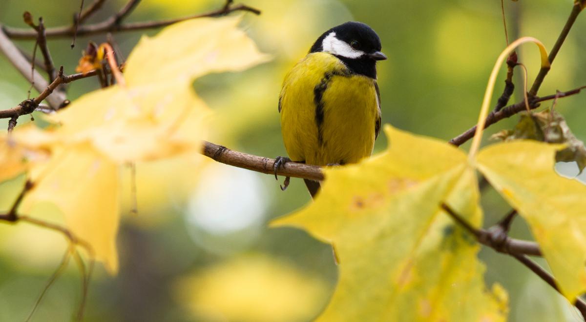 Czy ptaki cenią sobie złotą polską jesień?