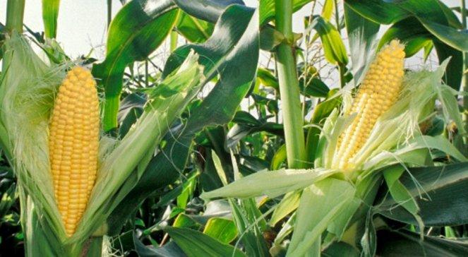 Spadek zbiorów kukurydzy i pszenicy, zerwane łańcuchy dostaw. Wojna wpływa na rynek żywności