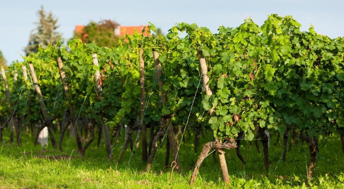 Na uprawie winorośli można się w Polsce dorobić?