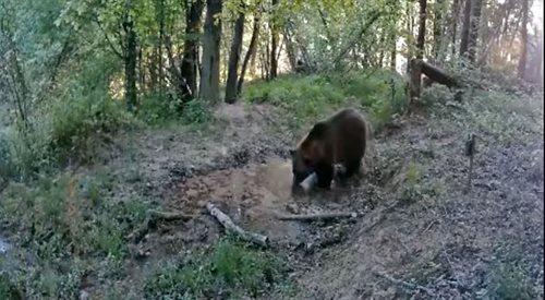 Kolejne nagranie z niedźwiedzi...