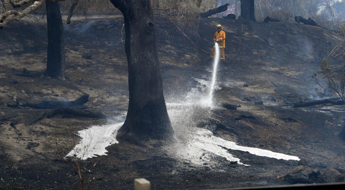 Australia walczy z gigantycznymi pożarami. W ogniu mogły zginąć miliony zwierząt