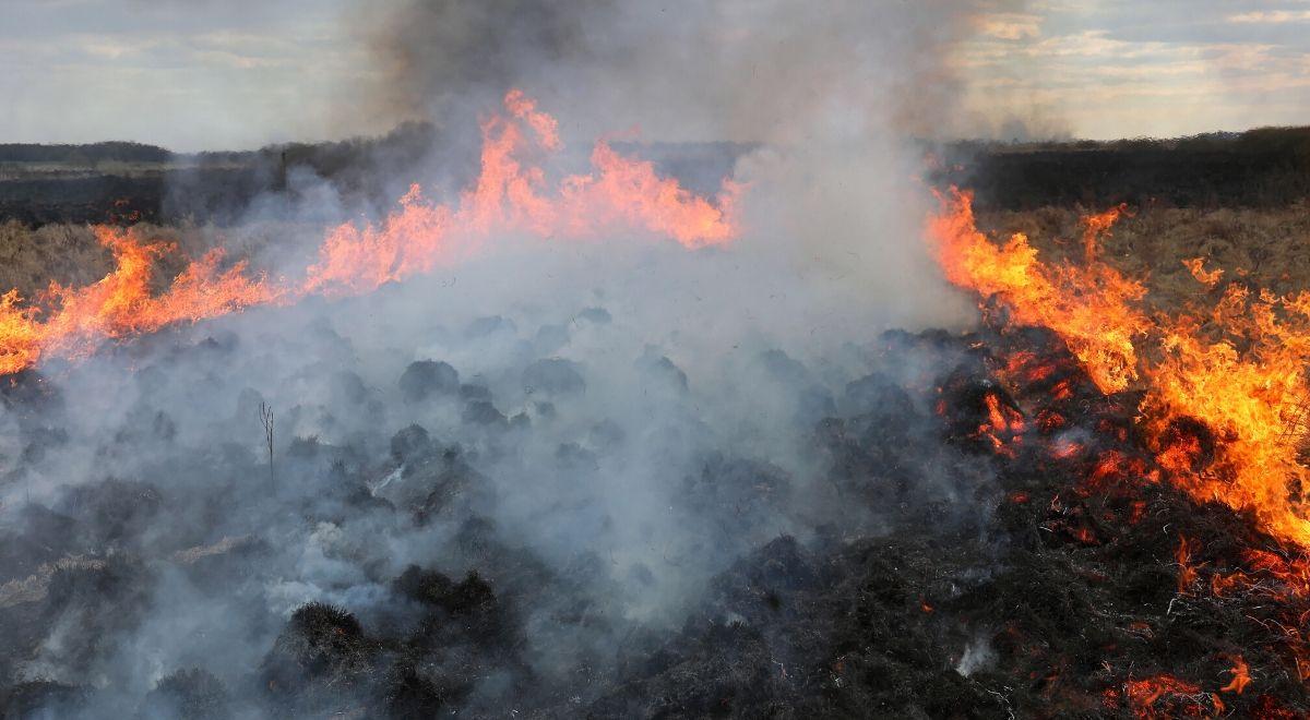 Biebrzański Park Narodowy wciąż płonie. MON: wysyłamy wsparcie do walki z żywiołem