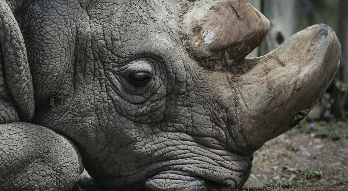Kenia: zmarł wyjątkowy nosorożec. Ostatni samiec tego gatunku