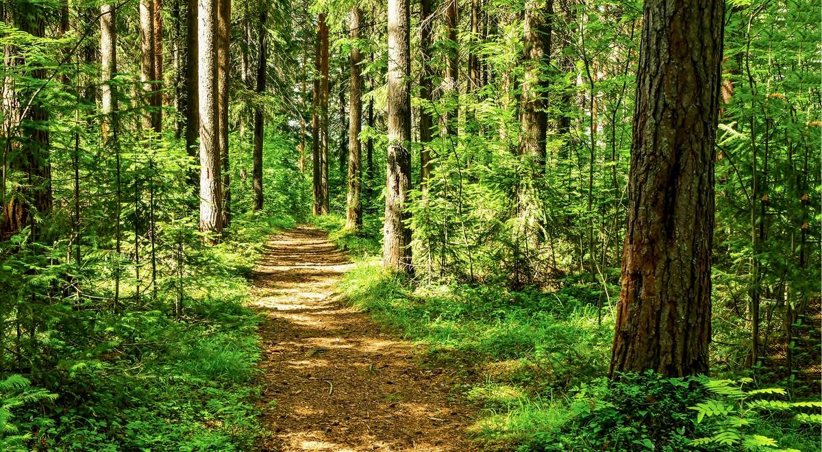 Polskie lasy ze wsparciem funduszy unijnych. Ochrona środowiska i walka z pożarami