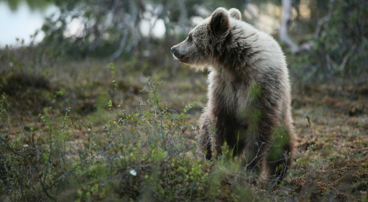 Niedźwiedź ponownie w Puszczy Białowieskiej. Nie zamieszkiwał tam od 140 lat